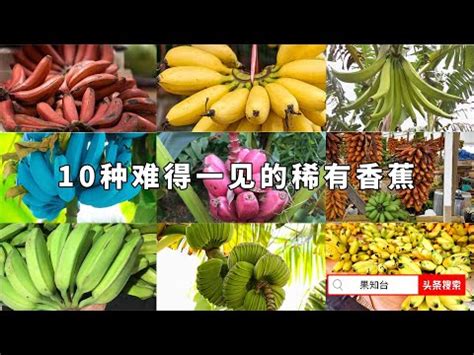 芭蕉品種|台灣常見芭蕉品種介紹